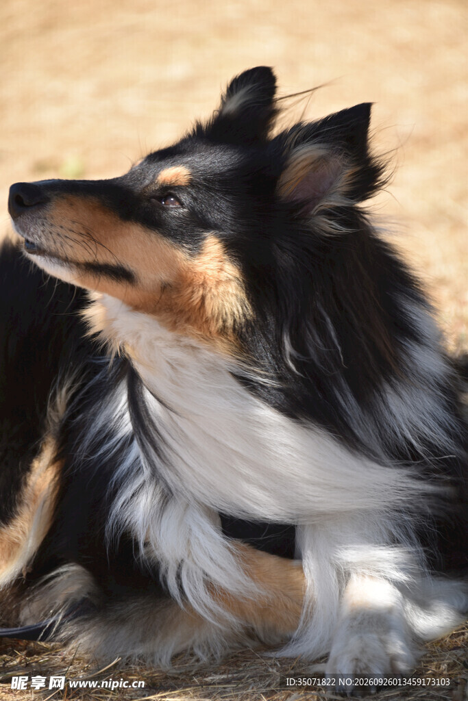 三色牧羊犬侧望特写