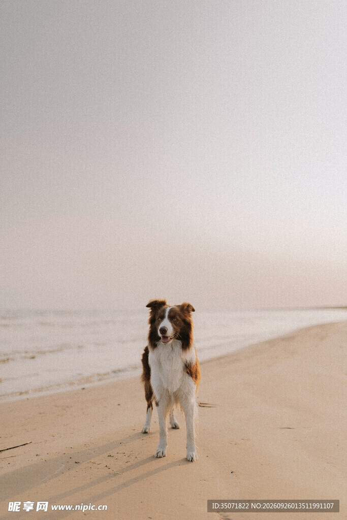 海边沙滩上的两只狗狗