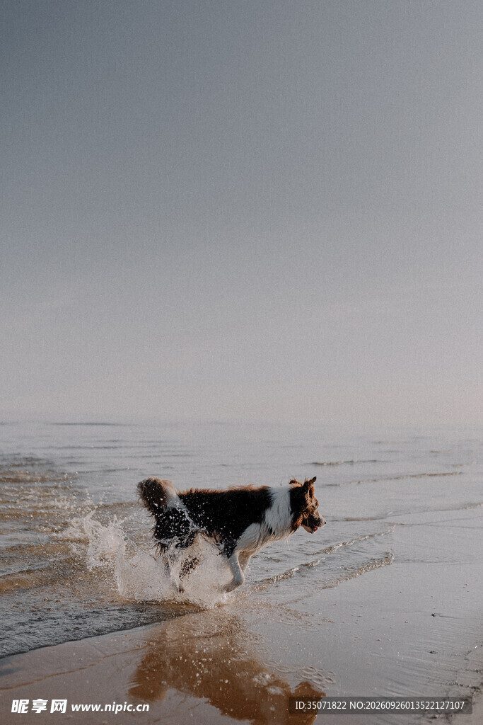 海滩奔跑的小狗
