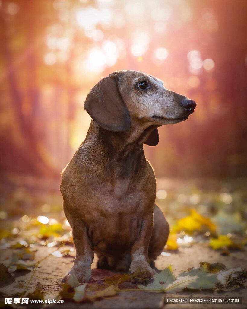 秋日里的腊肠犬