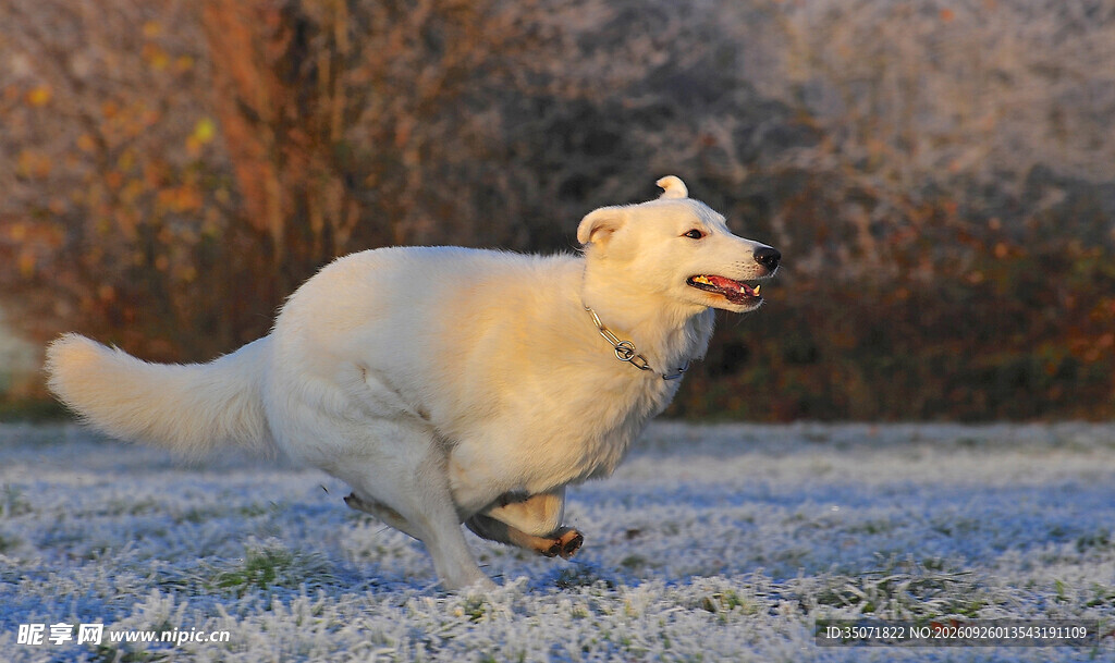 雪地奔跑的金毛犬
