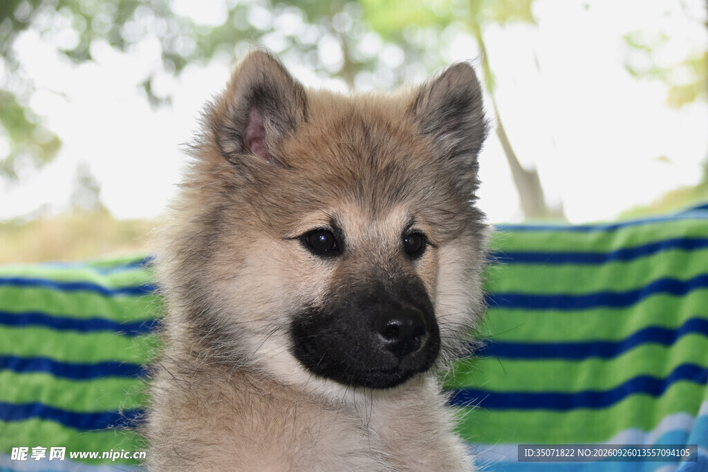 可爱秋田幼犬特写