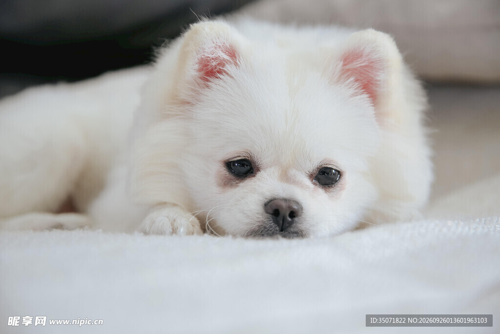 软萌白色博美幼犬