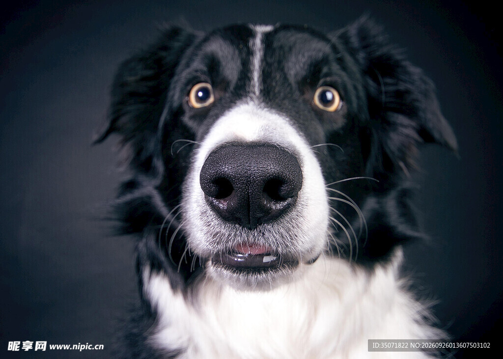 呆萌边境牧羊犬特写