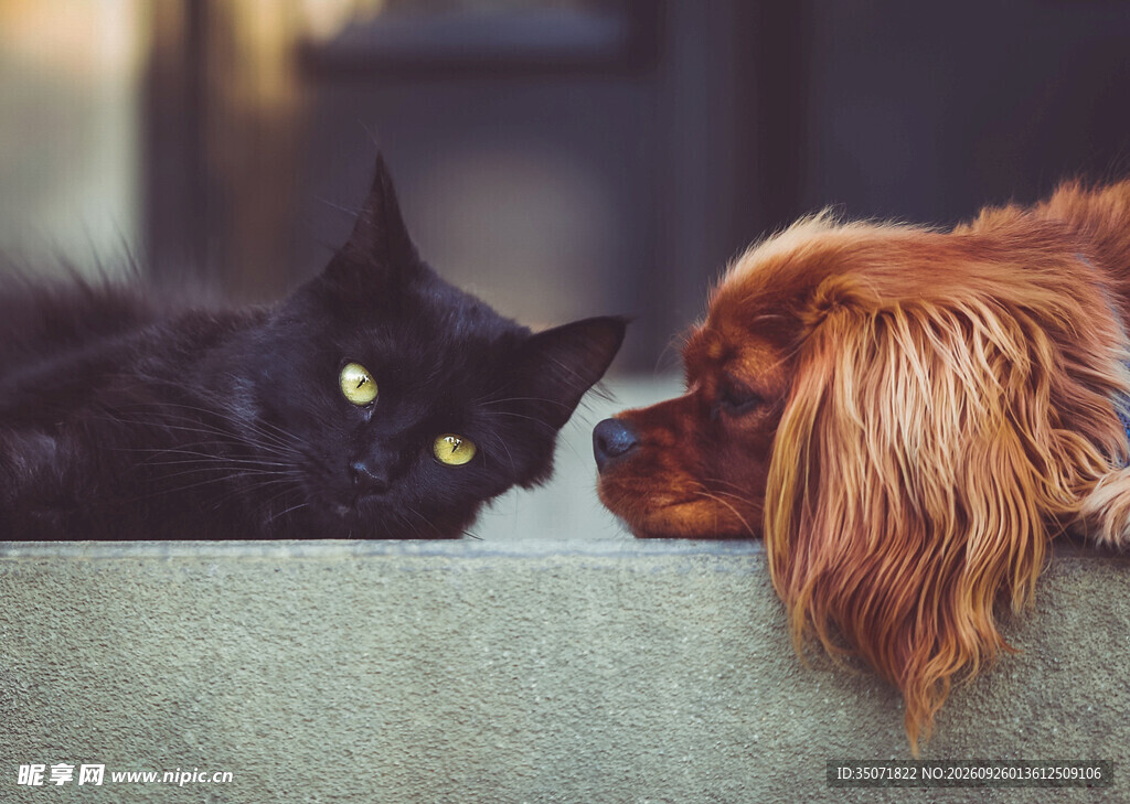 黑猫与棕犬温馨相伴