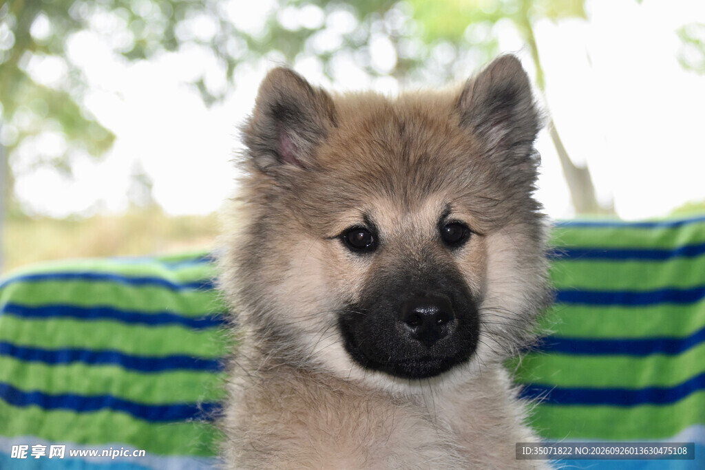 可爱幼犬正面特写