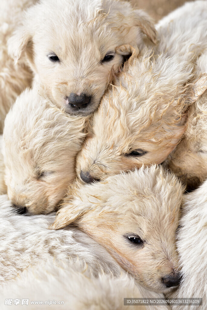 软萌金毛幼犬群像