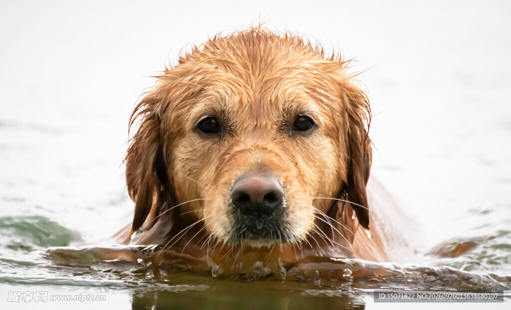 水中游泳的金毛犬