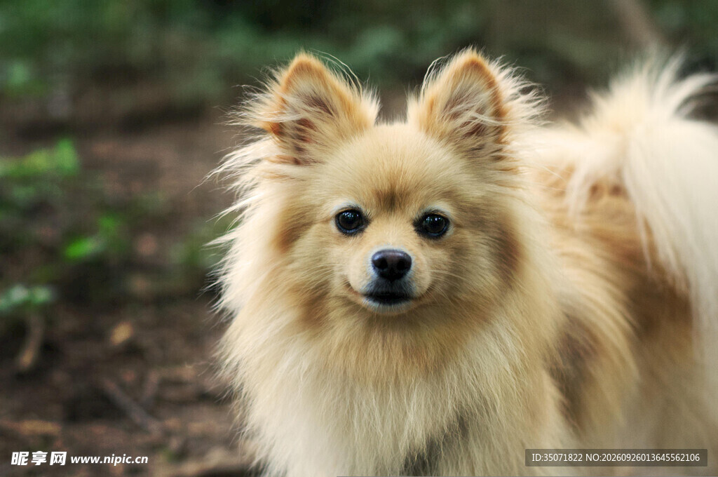 户外呆萌博美犬
