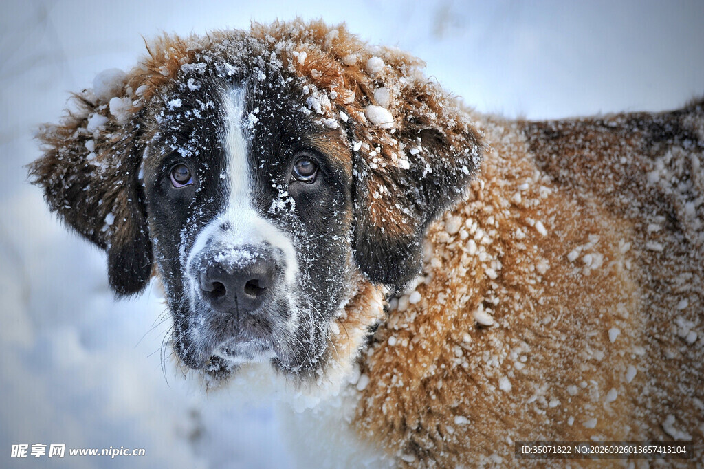 风雪中的圣伯纳犬