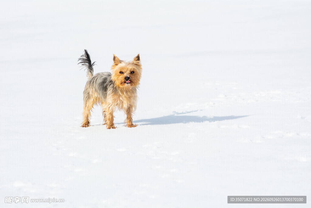 雪地中的约克夏犬