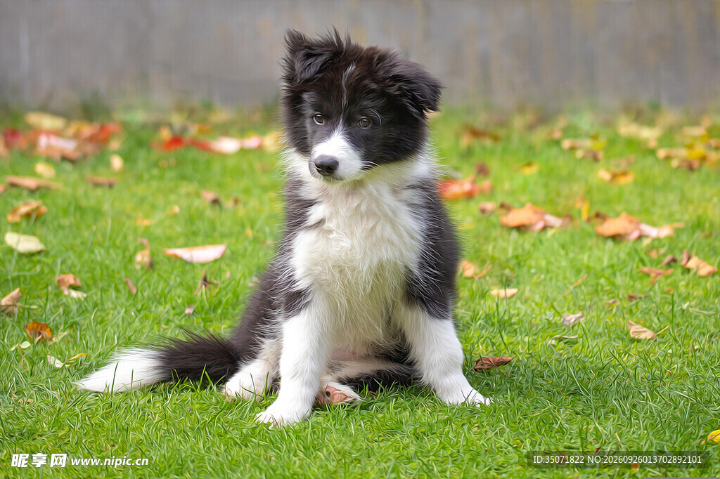 草坪上的边牧幼犬