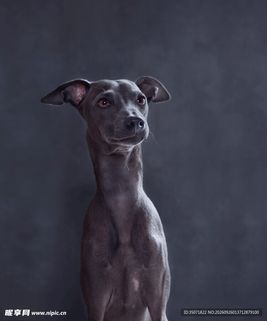 灰色灵缇犬肖像