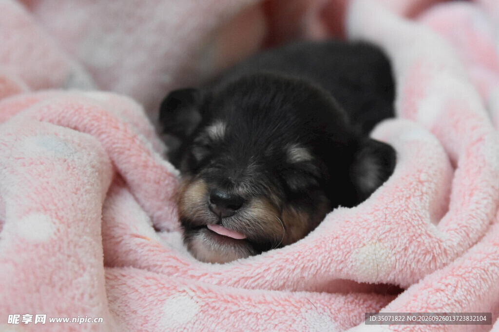 粉毯里的软萌小黑幼犬