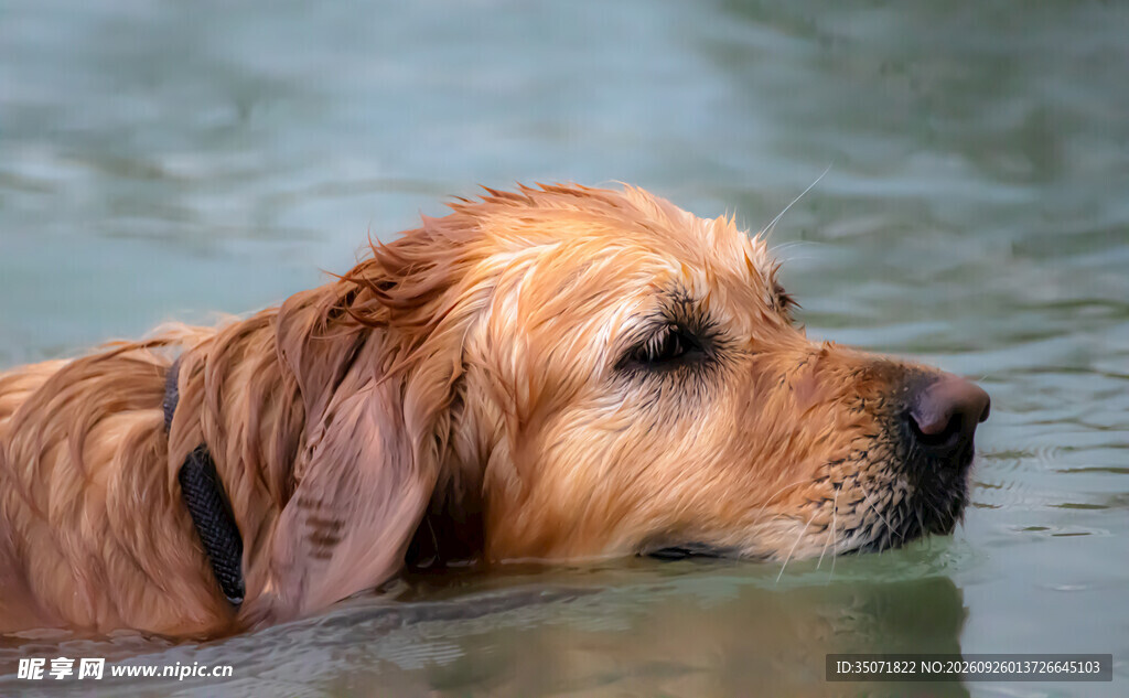 水中游泳的金毛犬