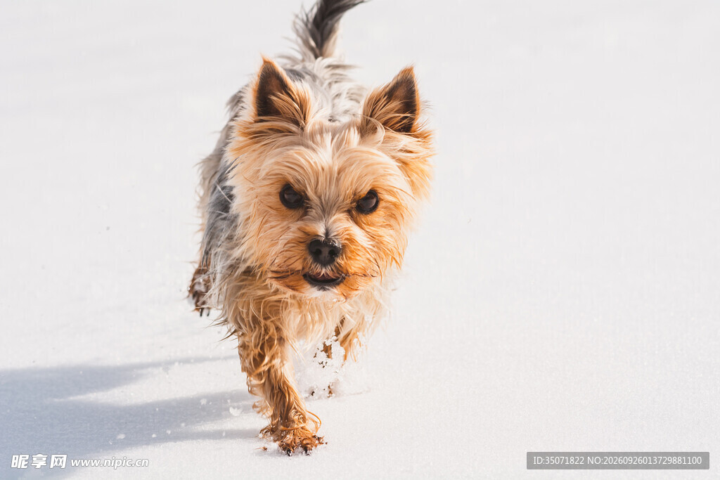 雪地奔跑的约克夏犬