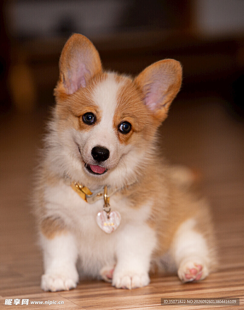 可爱柯基幼犬