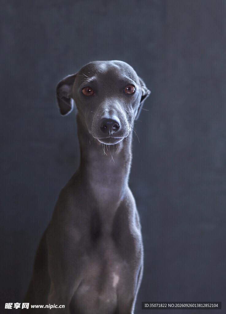 灰灵缇犬正面端坐肖像