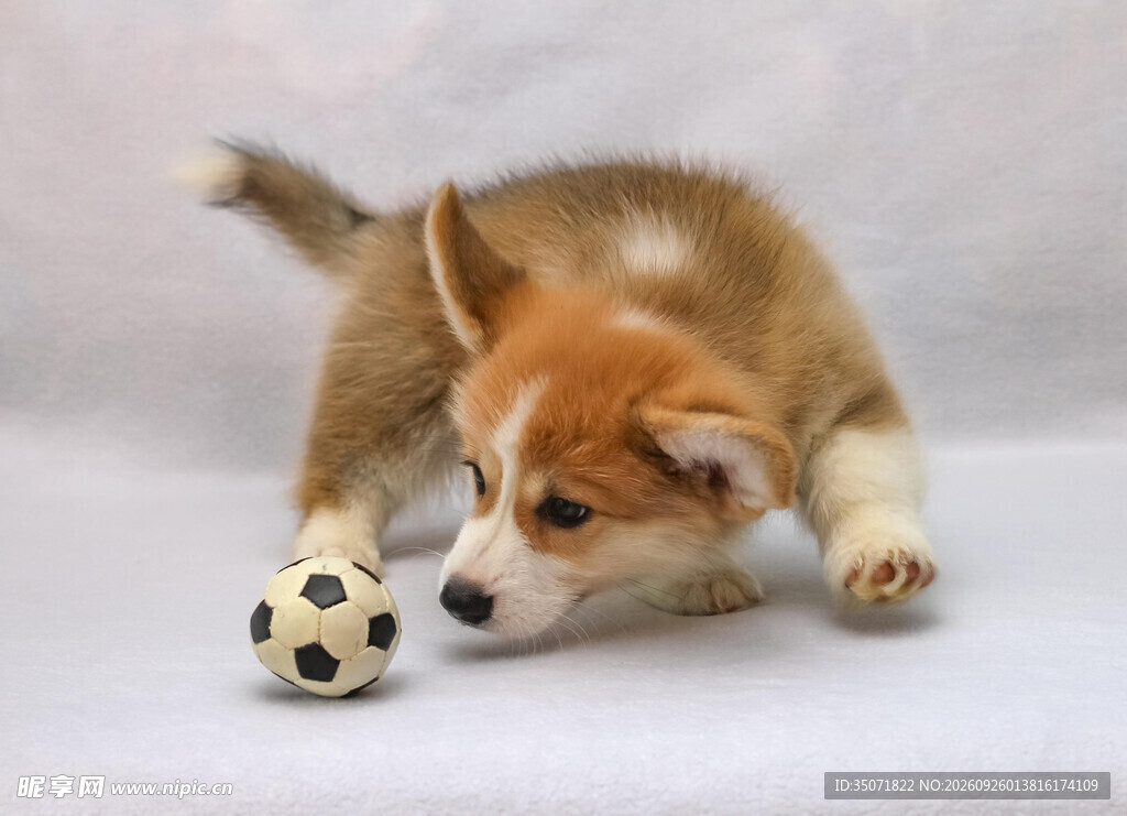 玩球的柯基幼犬