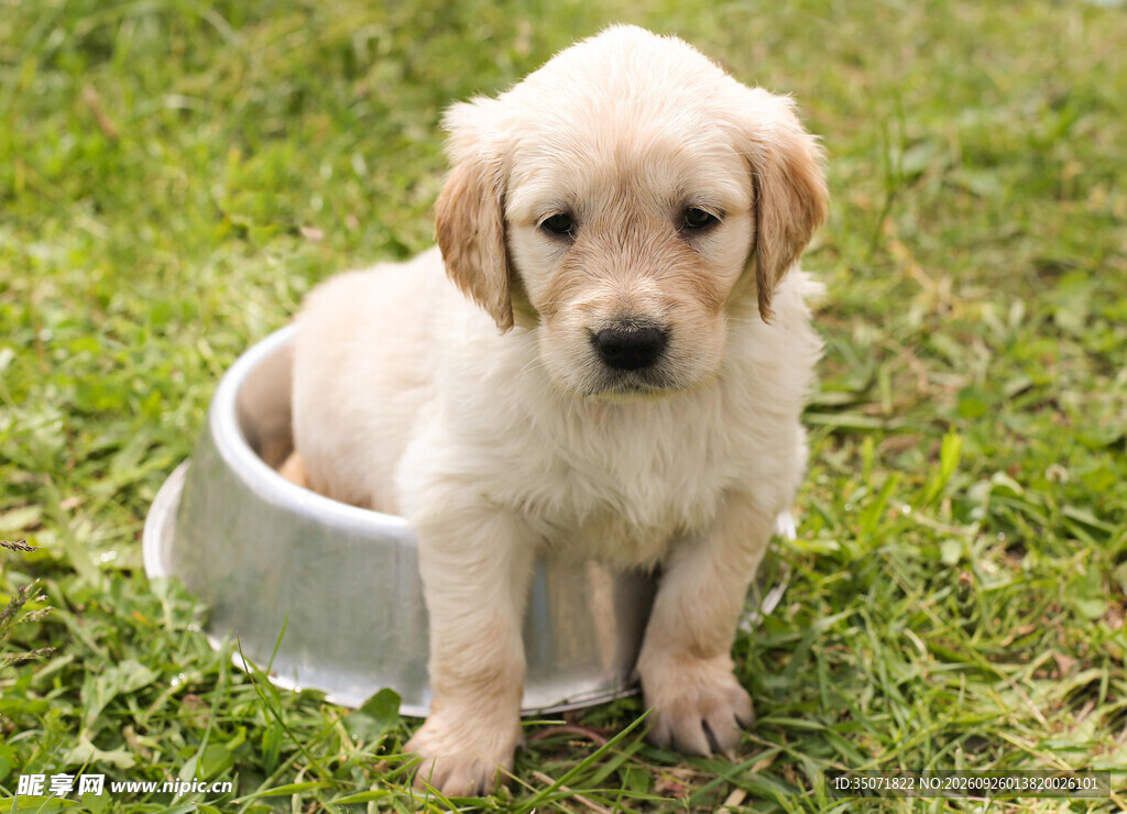 坐在狗碗里的金毛幼犬