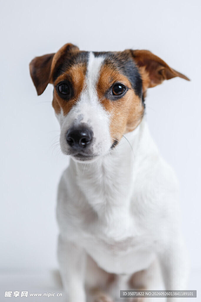 杰克罗素梗萌宠写真