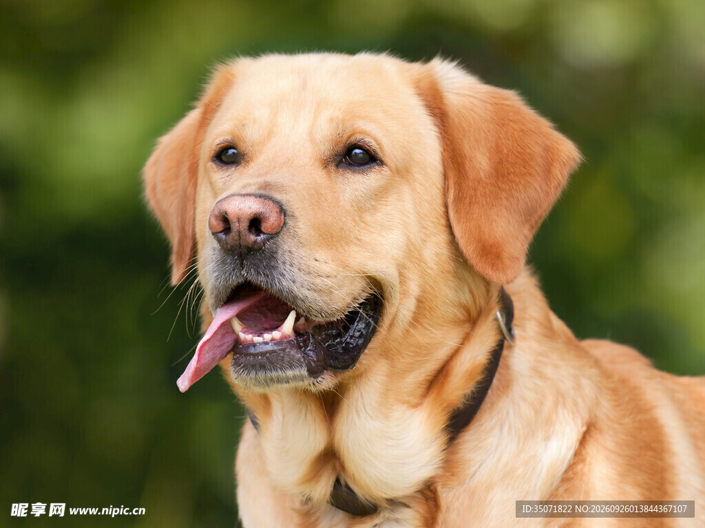户外拉布拉多犬特写