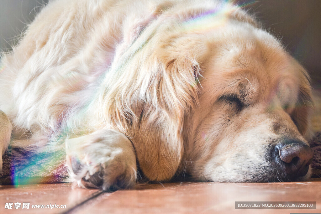 慵懒趴卧的金毛犬