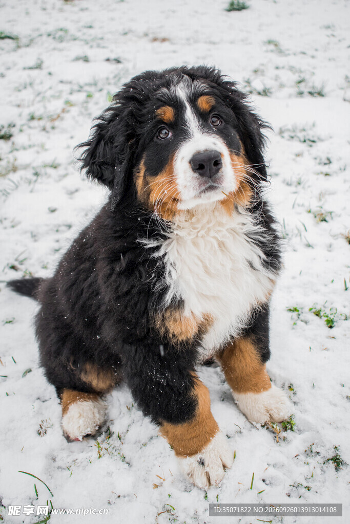 雪地可爱伯恩山幼犬