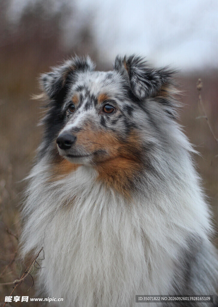 户外陨石色牧羊犬