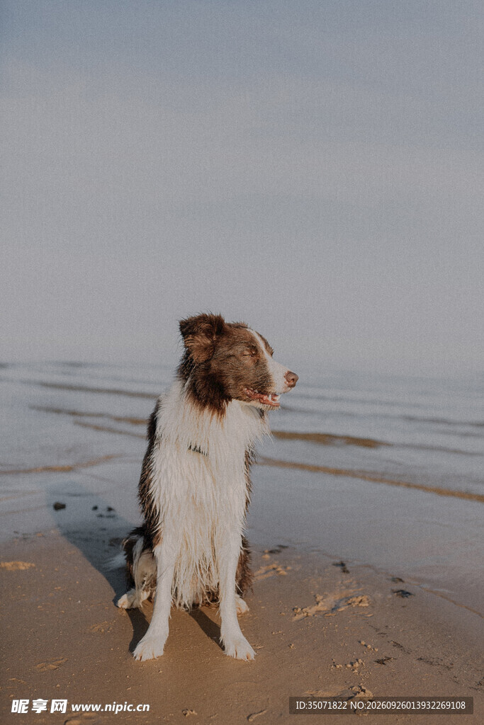 海边沙滩上的狗狗