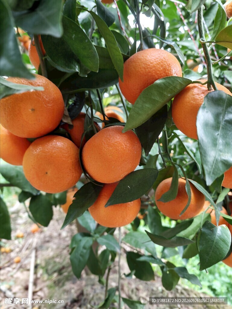 枝头挂满成熟柑橘
