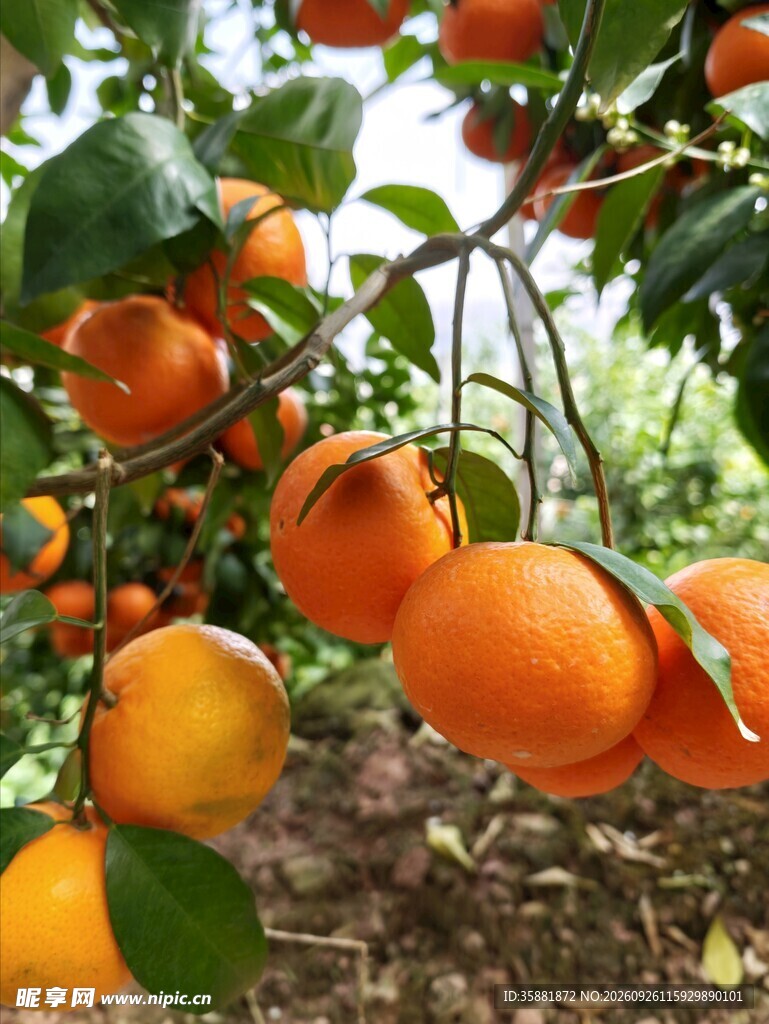 枝头挂满成熟沃柑
