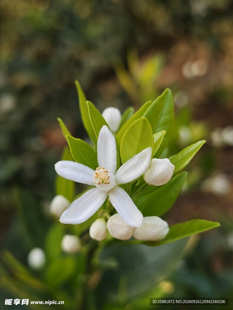 橘子花图片