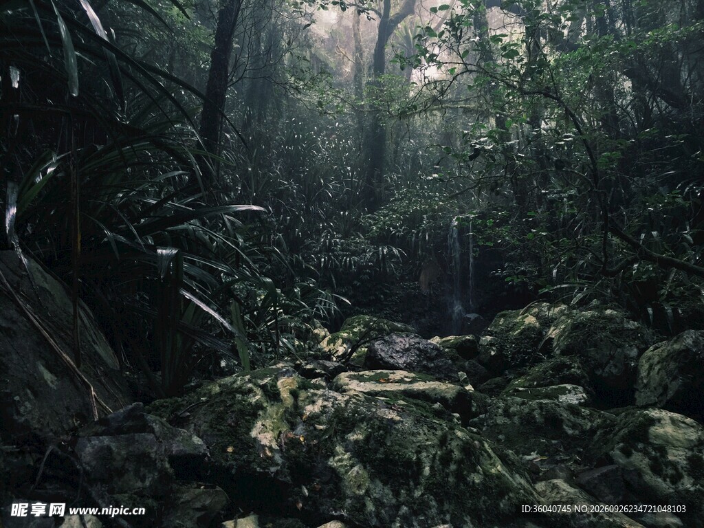 林间幽径自然风景