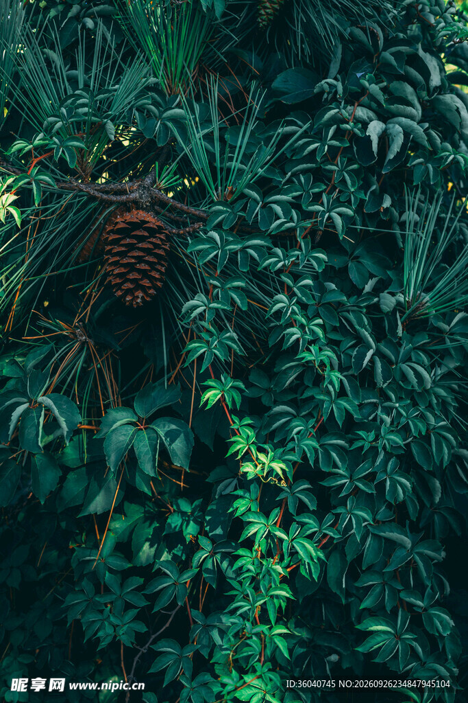 幽深绿植丛林景致