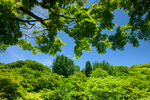 夏日郊野清新自然风景