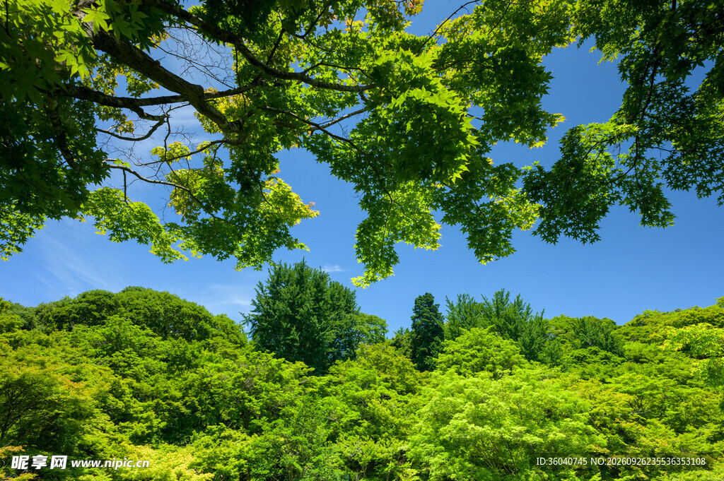 夏日郊野清新自然风景