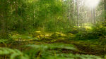 林间晨光清新风景