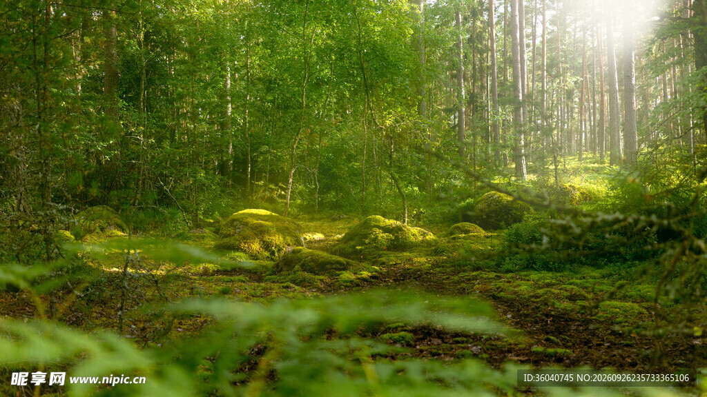 林间晨光清新风景