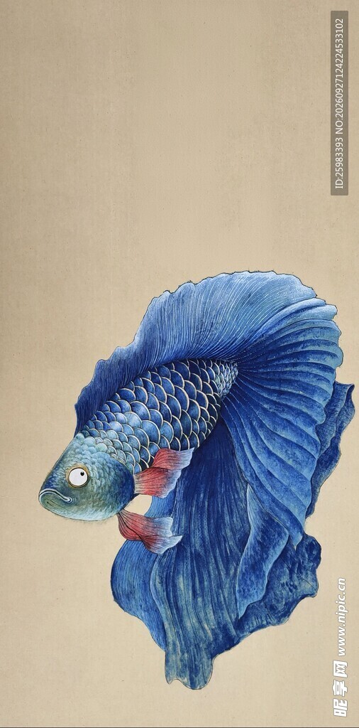 暹罗斗鱼插画