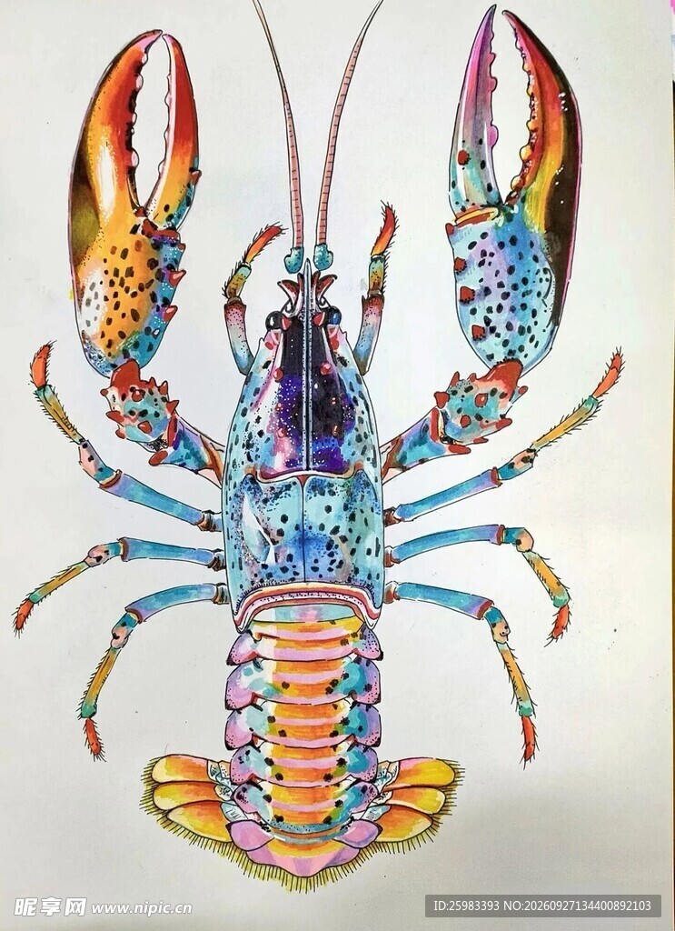 龙虾插画
