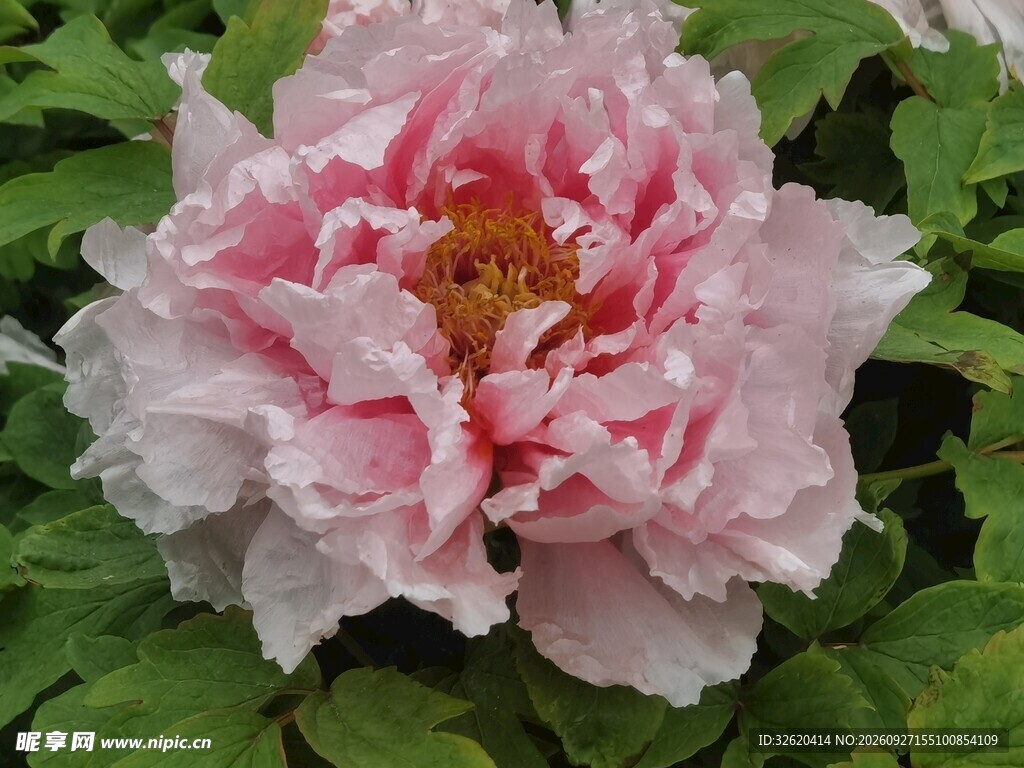 盛开的粉色牡丹花
