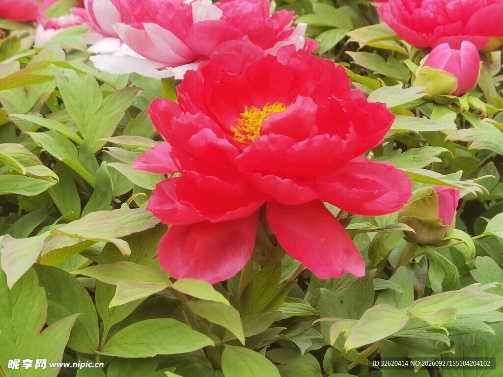 盛放的红色芍药花