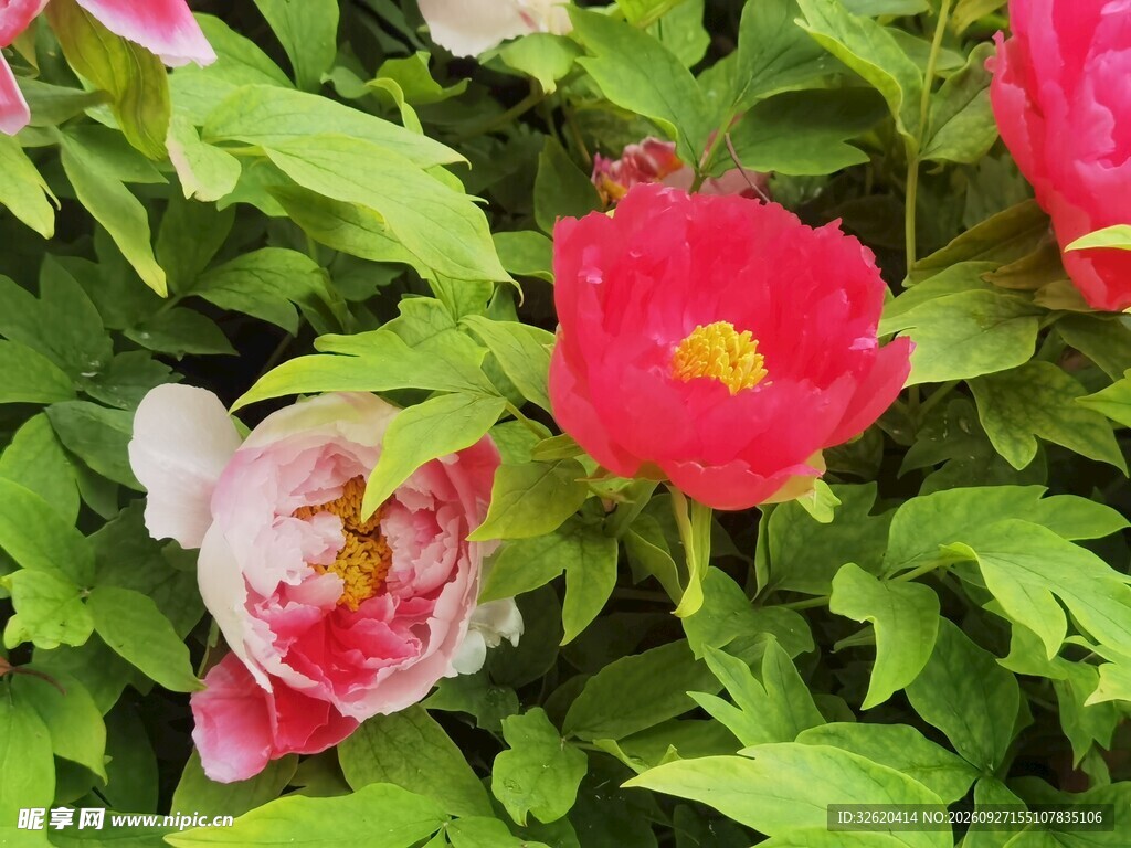 艳丽芍药花盛开