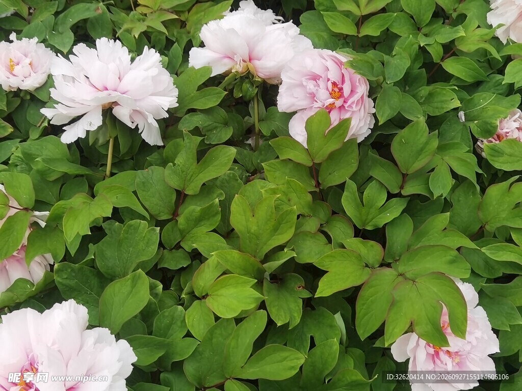粉牡丹盛开于绿叶间