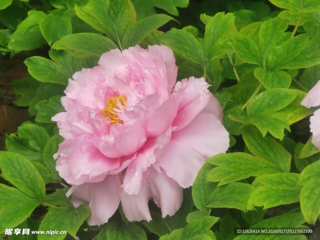 绿叶间的粉牡丹盛放