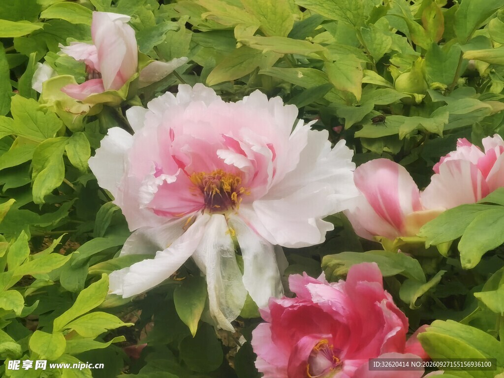 春日粉牡丹绽放