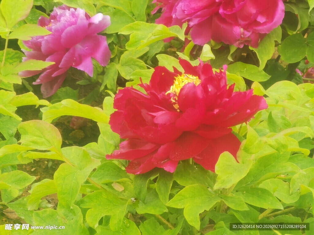 绿叶丛中盛放红牡丹
