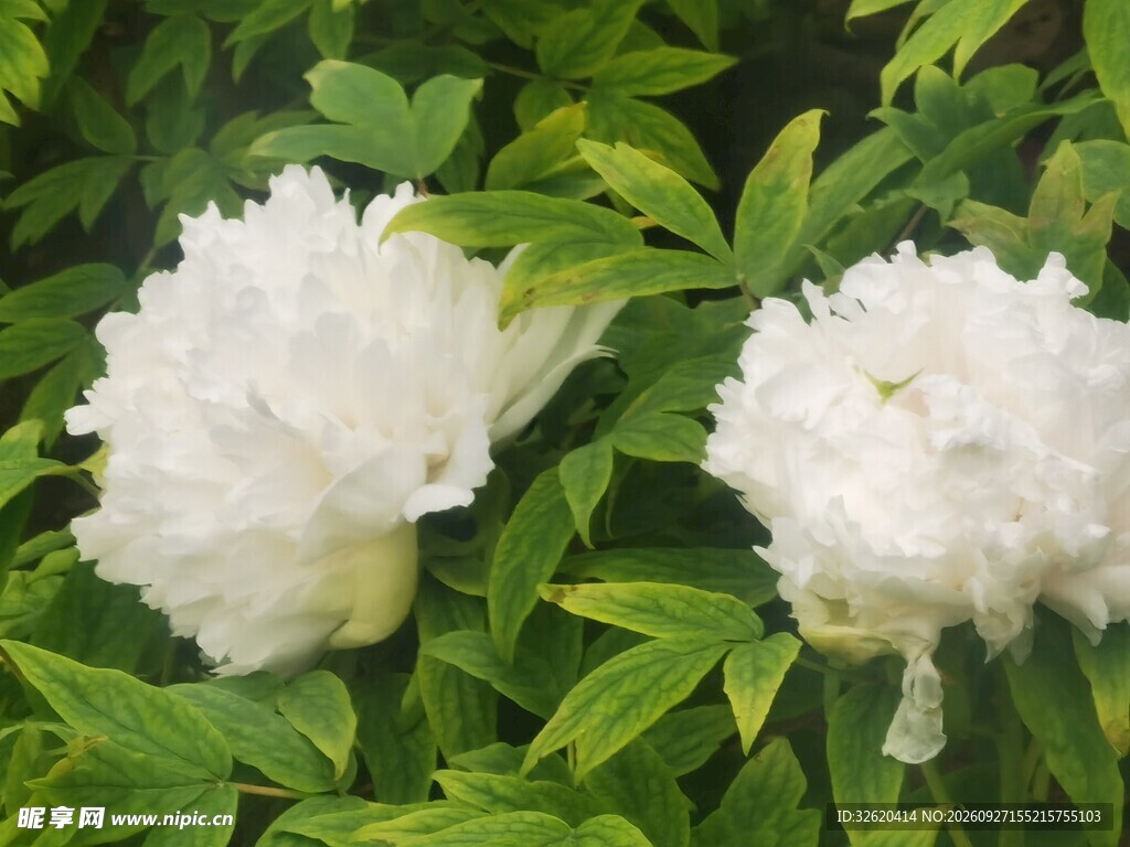 两朵白色牡丹花