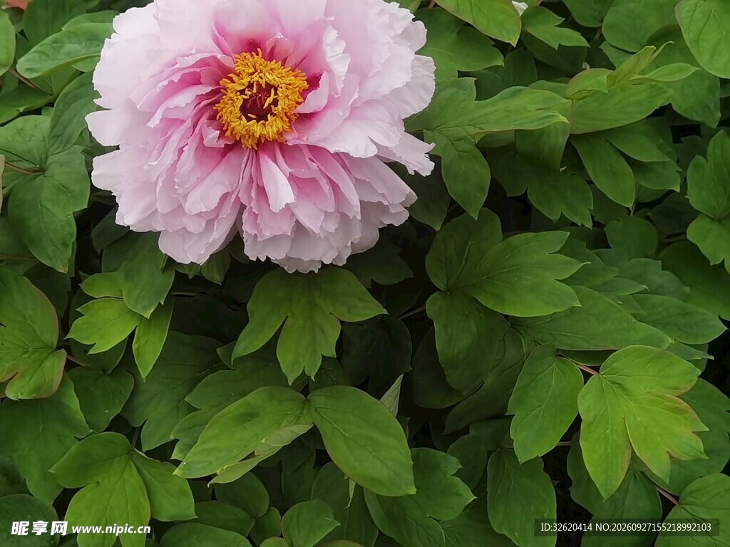 粉牡丹花开绿叶丛中